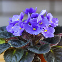 African Flower Planting Seeds Collection - Premium Seeds for Vibrant Blooms
