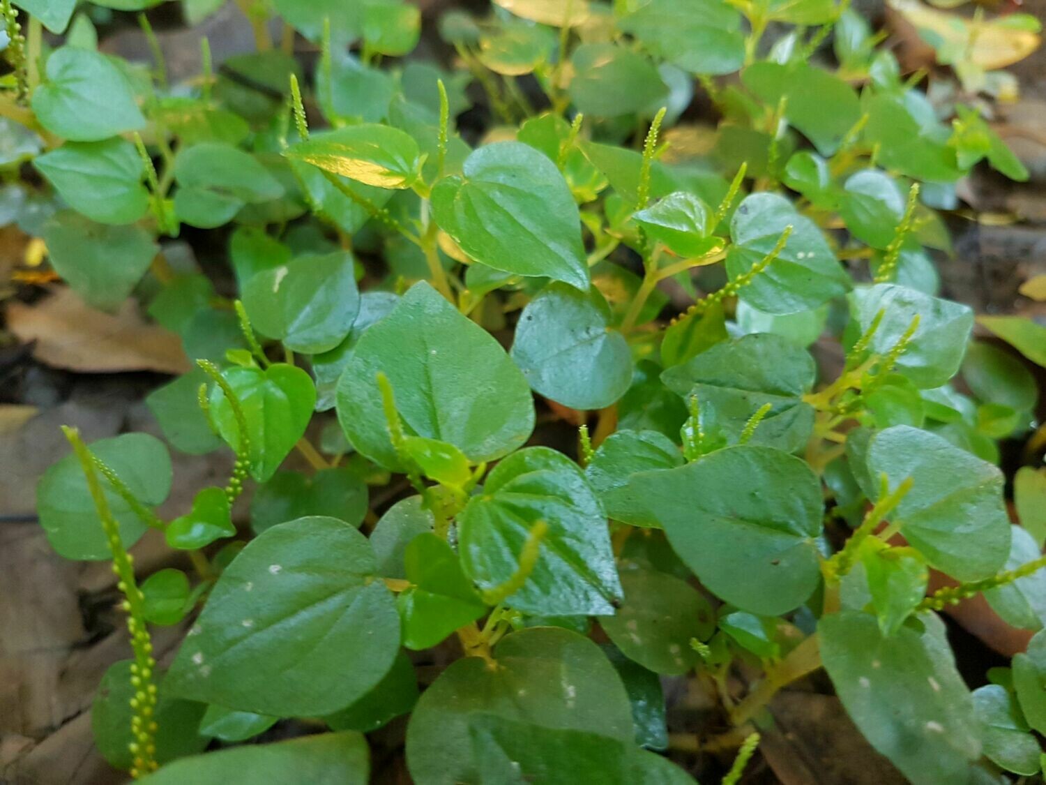Peperomia Pellucida Rau Cang Cua Flower seeds for Planting - Fragrant Blossoms, Heirloom & GMO Free Seeds for Home Garden