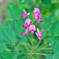 Lespedeza Flower seeds for Planting Cottage Garden Essential Heirloom & GMO Free Seeds for Home Garden