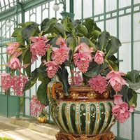 Pink Chandelier Flower seeds for Planting Easy to Grow Heirloom & GMO Free Seeds for Home Garden
