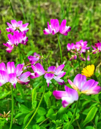 Pink Astragalus Sinicus Flower Seeds for Planting | Beautiful Annual Blooms | Easy to Grow Garden Seeds