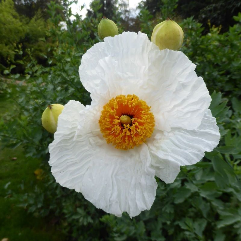 Coulteri Flower seeds for Planting - Cottage Garden Essential, Heirloom & GMO Free Seeds for Home Garden