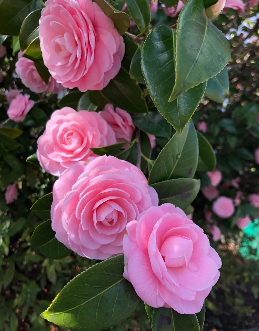 Pink Camellia Flower seeds for Planting - Cut Flower Favorite, Heirloom & GMO Free Seeds for Home Garden