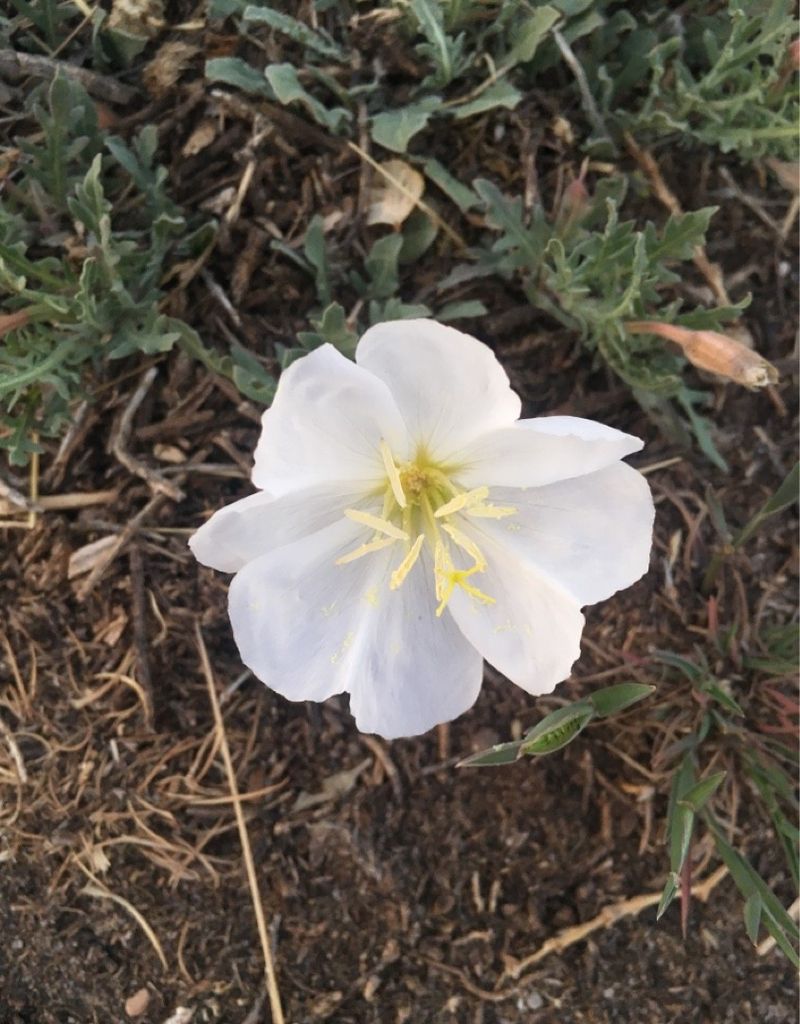 White Evening Primrose Flower Seeds for Planting - Perfect for Adding Elegance to Your Landscape