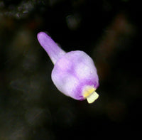 Utricularia Arenaria Flower seeds for Planting - Cottage Garden Essential, Heirloom & GMO Free Seeds for Home Garden