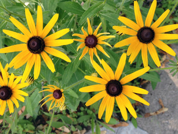 Susan Flower seeds for Planting - Drought Tolerant, Heirloom & GMO Free Seeds for Home Garden
