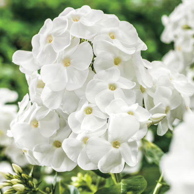 Bright White Phlox Phlox paniculata Seeds for Planting home garden pollinator zone