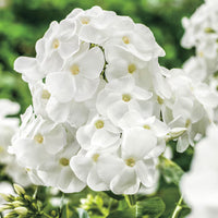 Bright White Phlox Phlox paniculata Seeds for Planting home garden pollinator zone