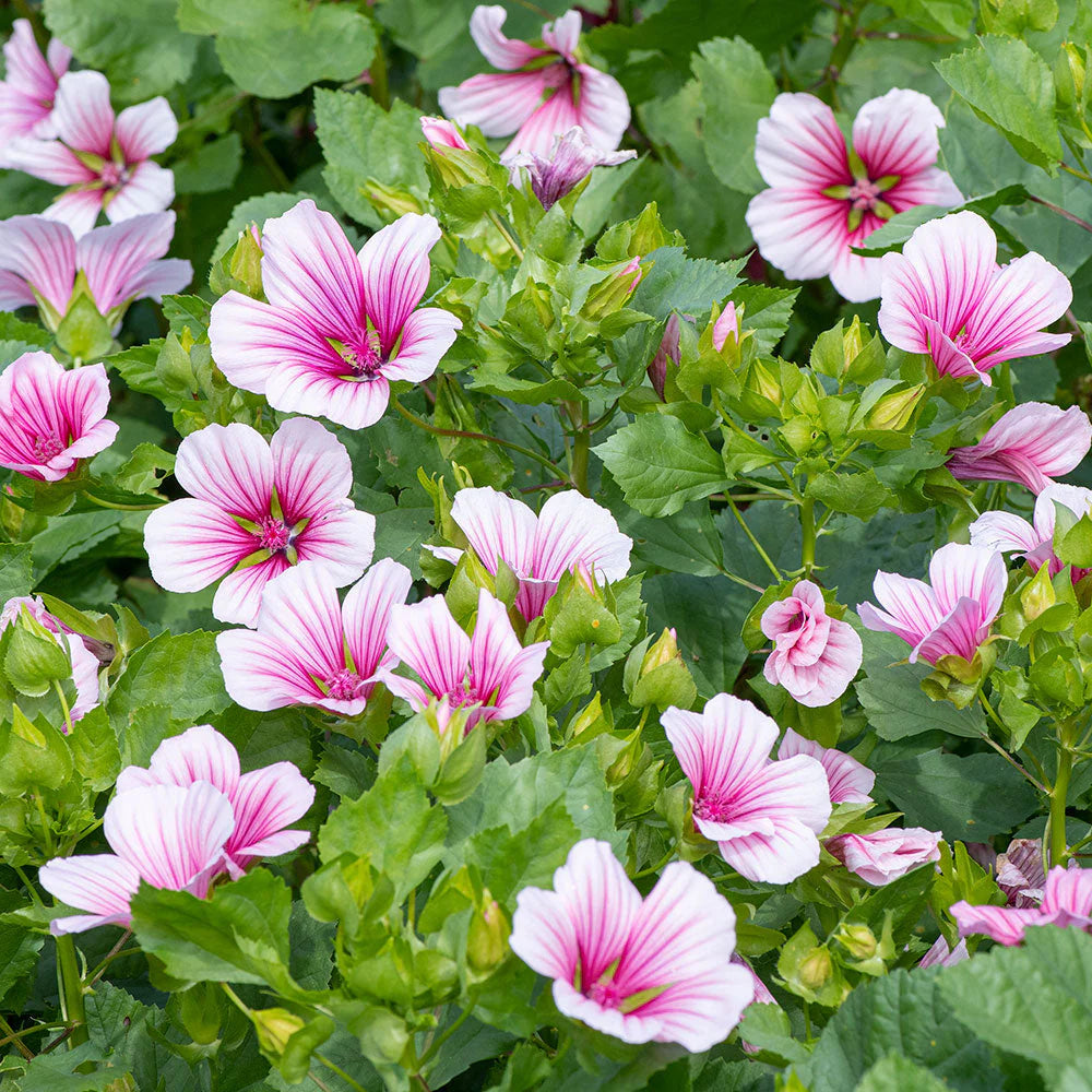 Pink Malope Flower seeds for Planting - Easy to Grow, Heirloom & GMO Free Seeds for Home Garden
