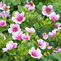 Pink Malope Flower seeds for Planting - Easy to Grow, Heirloom & GMO Free Seeds for Home Garden