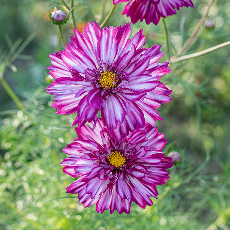 Cosmos Bicolor Flower seeds for Planting Shade Tolerant Heirloom & GMO Free Seeds for Home Garden