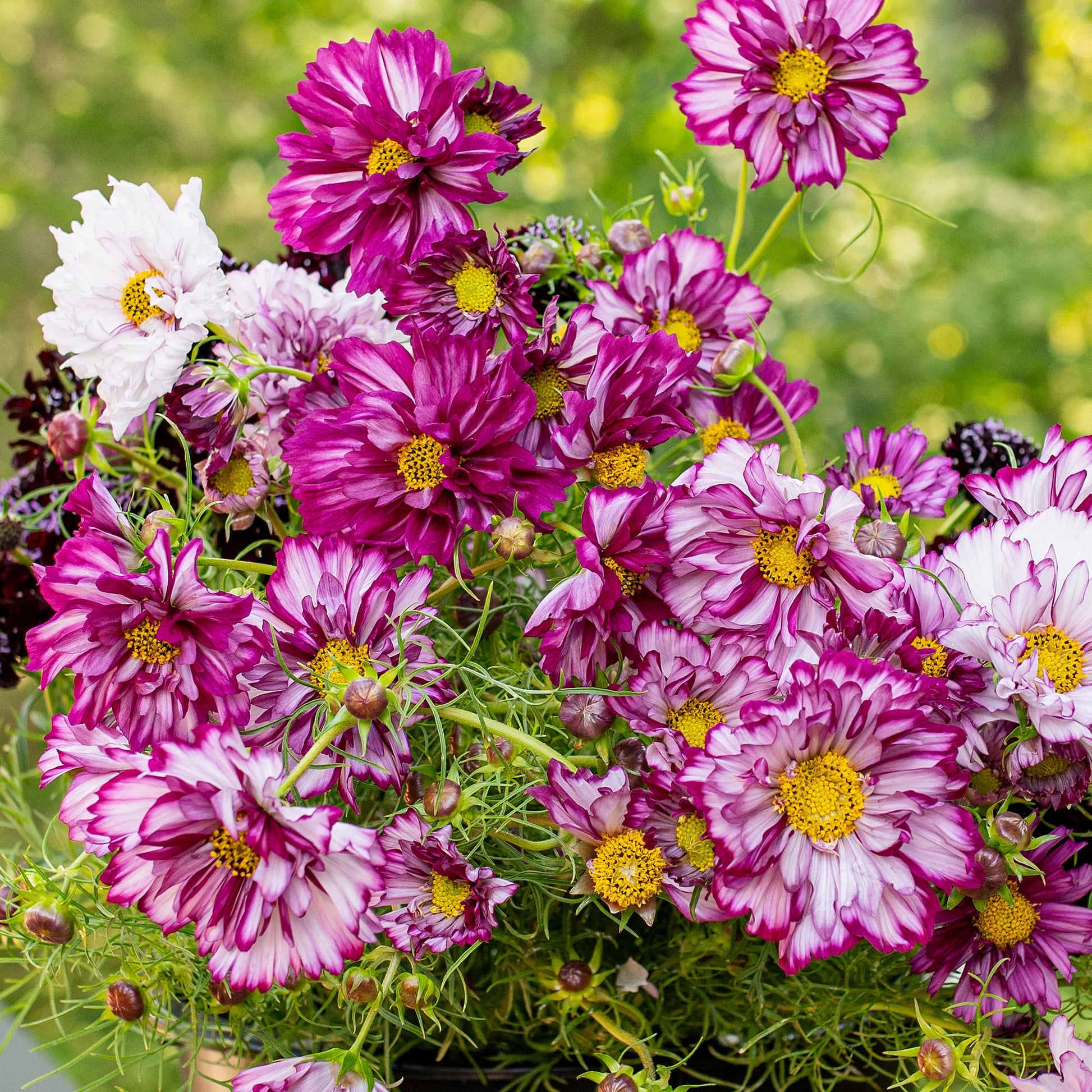 Cosmos Bicolor Flower seeds for Planting Shade Tolerant Heirloom & GMO Free Seeds for Home Garden