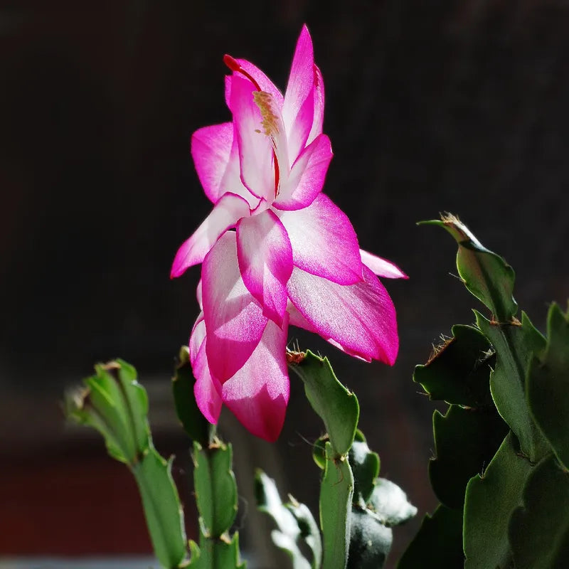 Weihnachtskaktus Flower seeds for Planting - Seasonal Bloomer, Heirloom & GMO Free Seeds for Home Garden