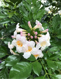 Green Radermachera Flower seeds for Planting - Colorful Display, Heirloom & GMO Free Seeds for Home Garden