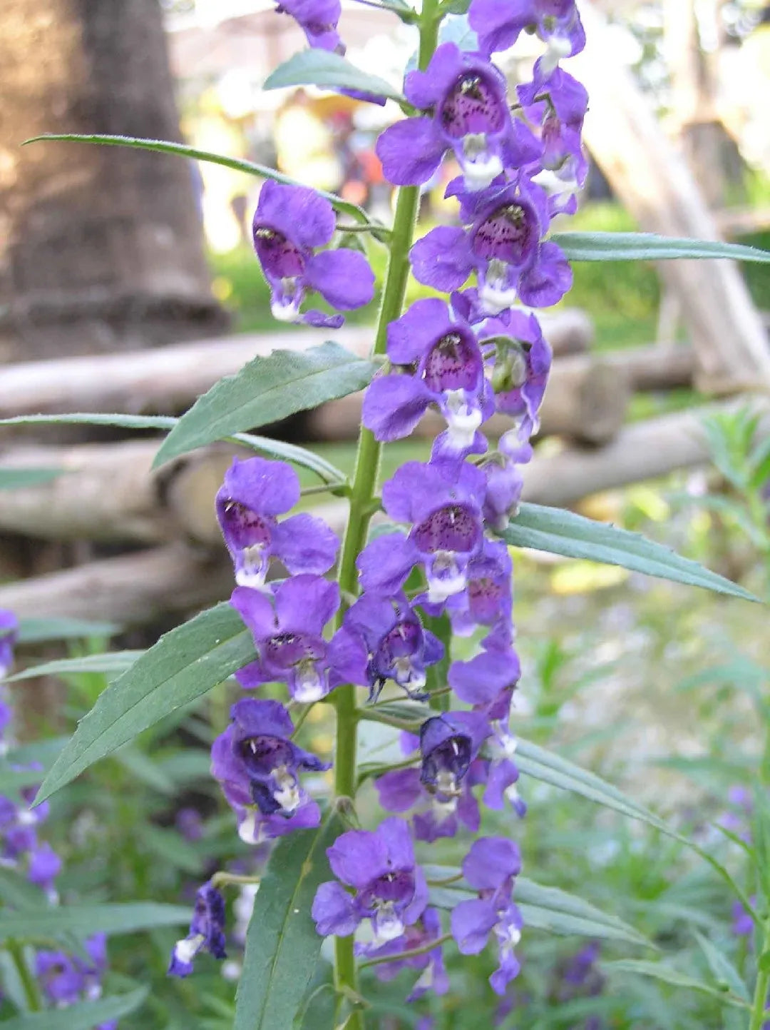 Angelonia Salicariifolia Humb Seeds