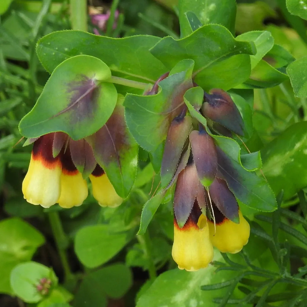Yellow Cerinthe Flower seeds for Planting - Perfect for Borders, Heirloom & GMO Free Seeds for Home Garden