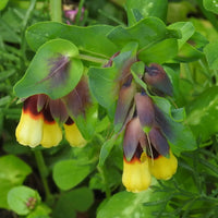 Yellow Cerinthe Flower seeds for Planting - Perfect for Borders, Heirloom & GMO Free Seeds for Home Garden