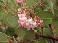 Elevate Your Outdoors with Whiteleaf Manzanita Planting  Seed for Stunning Shrubbery