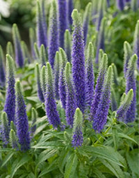 Purple Veronica Spicata Flower seeds for Planting Cottage Garden Essential Heirloom & GMO Free Seeds for Home Garden 
 
 Sale