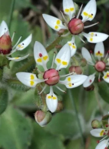 Saxifraga Stellaris Flower seeds for Planting - Seasonal Bloomer, Heirloom & GMO Free Seeds for Home Garden