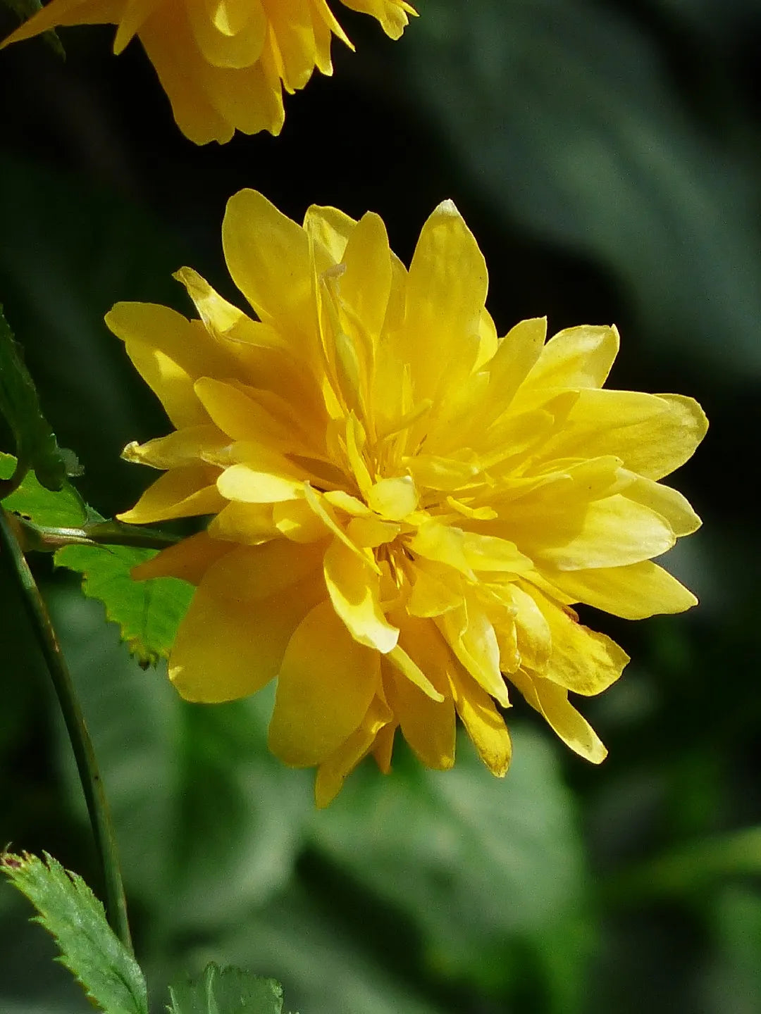 Yellow Kerria Japonica Flower seeds for Planting - Low Maintenance, Heirloom & GMO Free Seeds for Home Garden