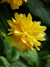 Yellow Kerria Japonica Flower seeds for Planting - Low Maintenance, Heirloom & GMO Free Seeds for Home Garden