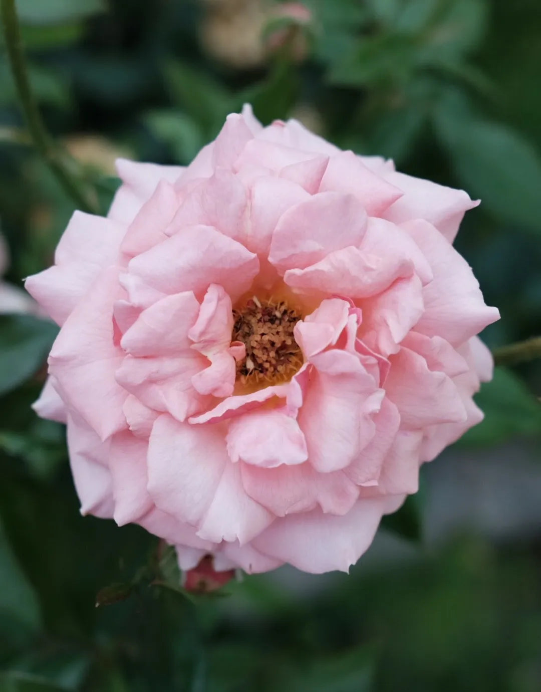 Pink Polyantha Flower seeds for Planting - Easy to Grow, Heirloom & GMO Free Seeds for Home Garden