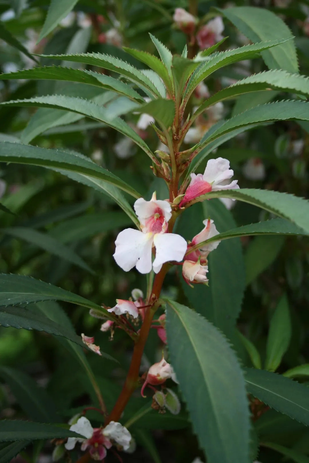 White Balsamina Flower Seeds - Your Guide to Easy Planting and Growing
