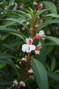White Balsamina Flower Seeds - Your Guide to Easy Planting and Growing