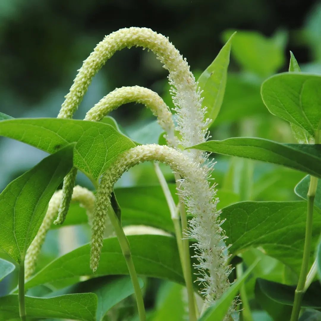 Lizard’s Tail (Saururus cernuus) Flower Seeds – Heirloom Non-GMO Variety for Home Garden Planting