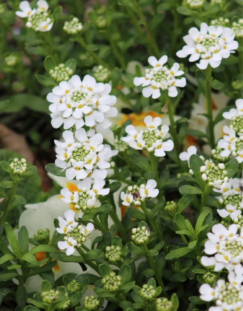 White Candytuft Snow Flower seeds for Planting Pollinator Friendly Heirloom & GMO Free Seeds for Home Garden 
 
 Sale