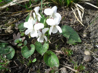 Viola Alba Flower seeds for Planting Wildflower Mix Heirloom & GMO Free Seeds for Home Garden