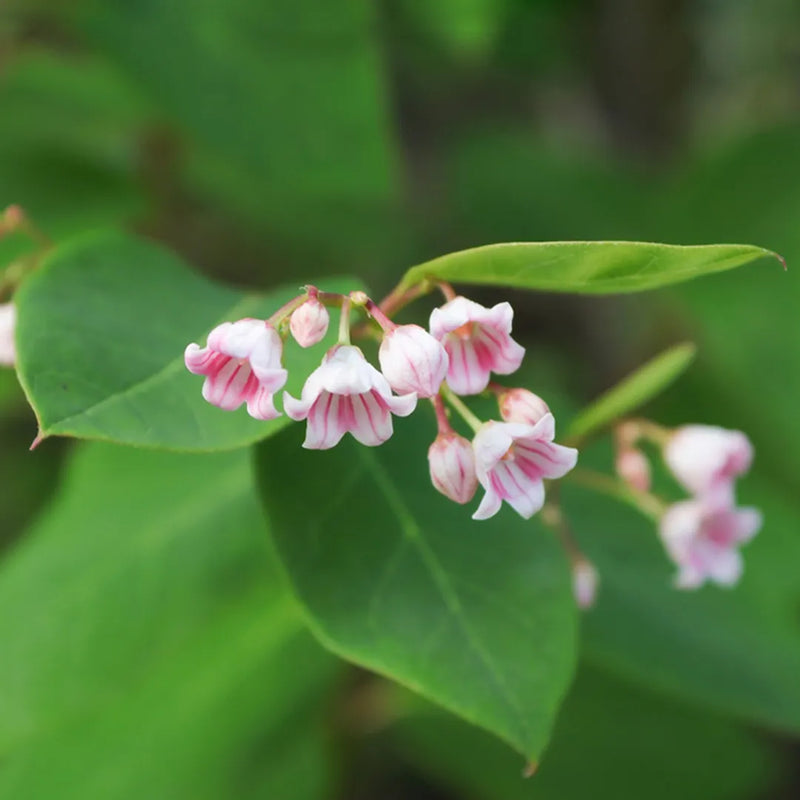 Dogbane Flower seeds for Planting, Pollinator Friendly Heirloom & GMO Free Seeds for Home Garden