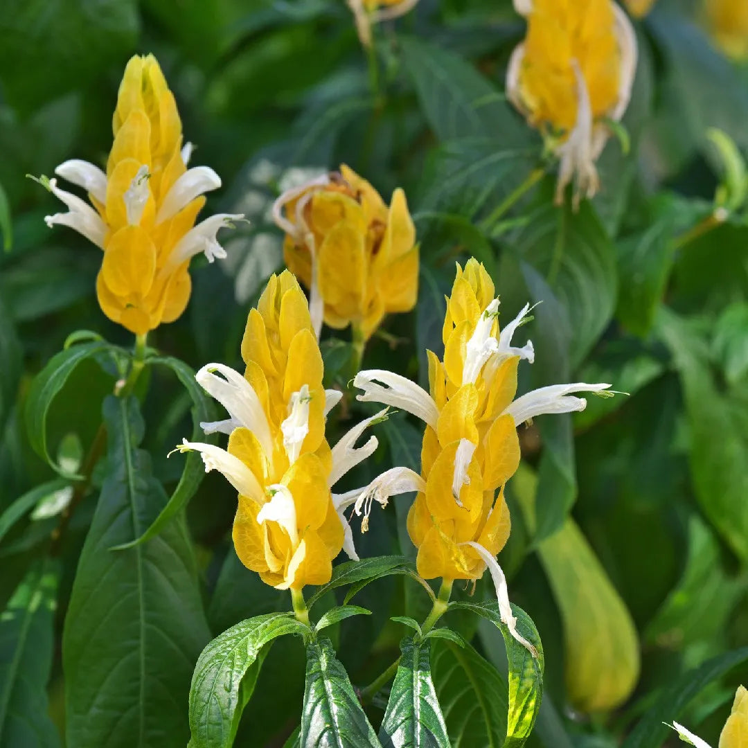 Pachystachys Lutea Flower seeds for Planting - Bright Blooms, Heirloom & GMO Free Seeds for Home Garden