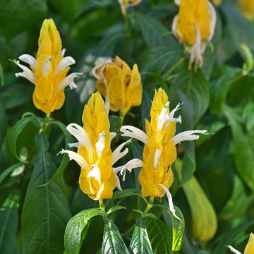 Pachystachys Lutea Flower seeds for Planting - Bright Blooms, Heirloom & GMO Free Seeds for Home Garden