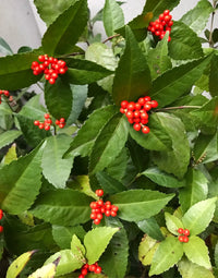 Sarcandra Glabra Flower seeds for Planting Cut Flower Favorite Heirloom & GMO Free Seeds for Home Garden