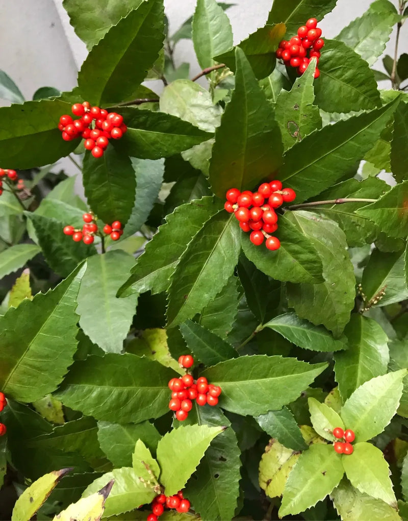 Sarcandra Glabra Flower seeds for Planting Cut Flower Favorite Heirloom & GMO Free Seeds for Home Garden