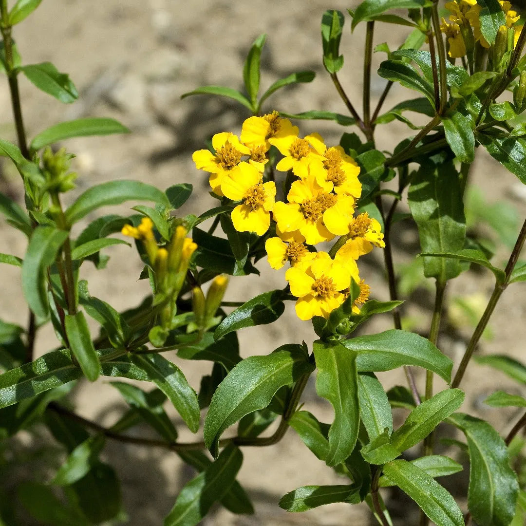 Estragon Flower seeds for Planting - Garden Favorite, Heirloom & GMO Free Seeds for Home Garden