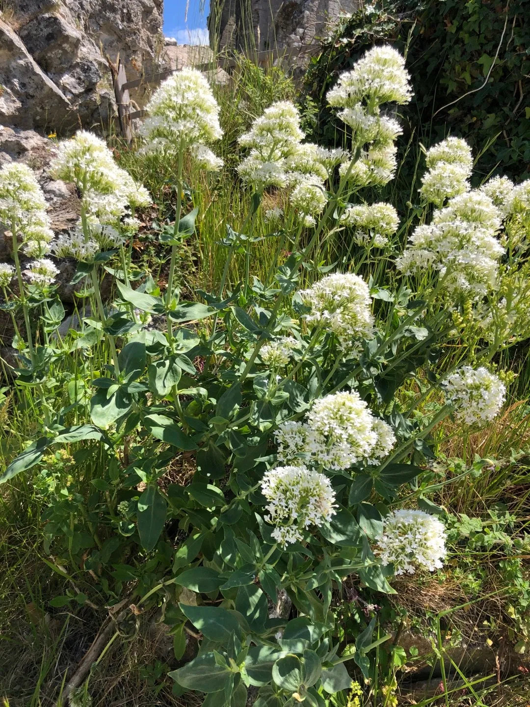 Centranthus Ruber Albus Flower seeds for Planting Seasonal Bloomer Heirloom & GMO Free Seeds for Home Garden
