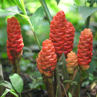 Wild Ginger Flower seeds for Planting Vibrant Colors Heirloom & GMO Free Seeds for Home Garden