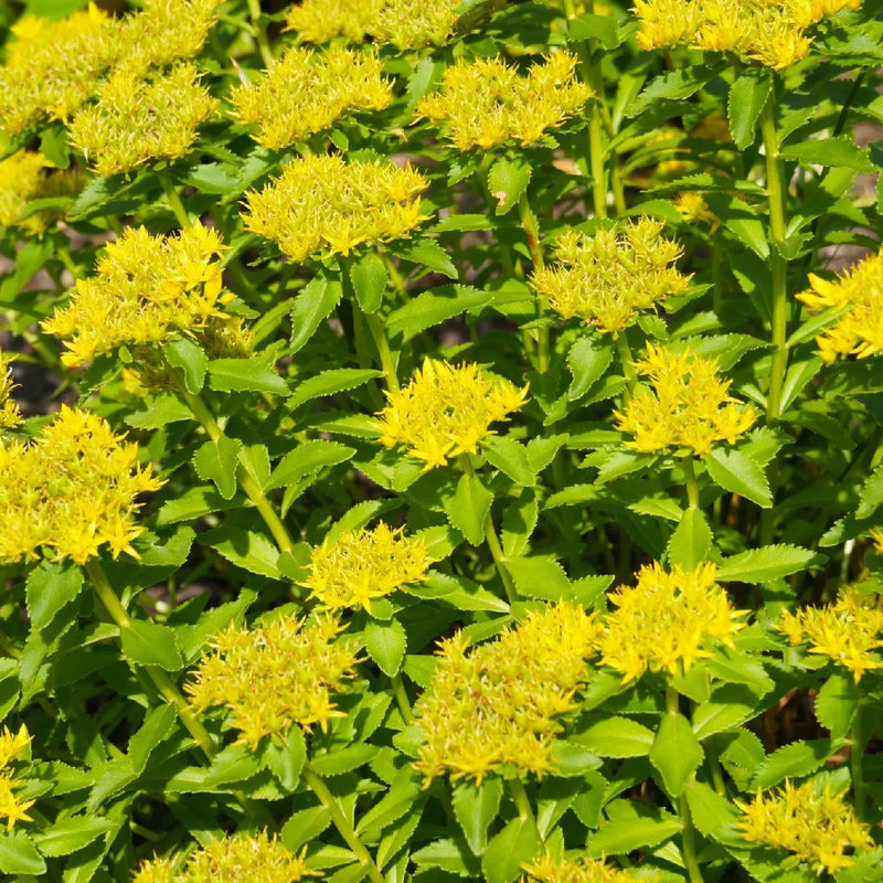 Yellow Aizoon Flower Seeds Planting