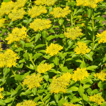 Yellow Aizoon Flower Seeds Planting