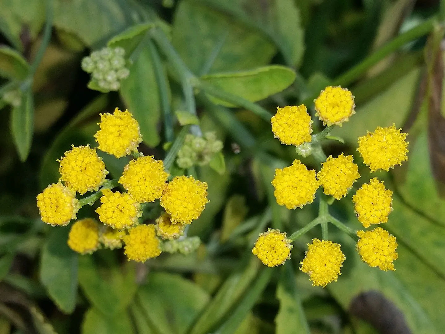 Costmary Flower seeds for Planting - Drought Tolerant, Heirloom & GMO Free Seeds for Home Garden