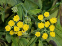 Costmary Flower seeds for Planting - Drought Tolerant, Heirloom & GMO Free Seeds for Home Garden