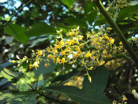 Yellow Hevea Brasiliensis Flower seeds for Planting - Compact Growth, Heirloom & GMO Free Seeds for Home Garden