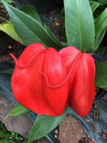 Pigtail Anthurium Flower seeds for Planting Fragrant Blossoms Heirloom & GMO Free Seeds for Home Garden