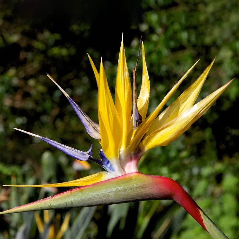 Yellow Strelitzia Flower seeds for Planting - Sun Loving, Heirloom & GMO Free Seeds for Home Garden