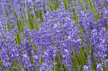 Lavender Fargo Flower seeds for Planting - Hardy Variety, Heirloom & GMO Free Seeds for Home Garden