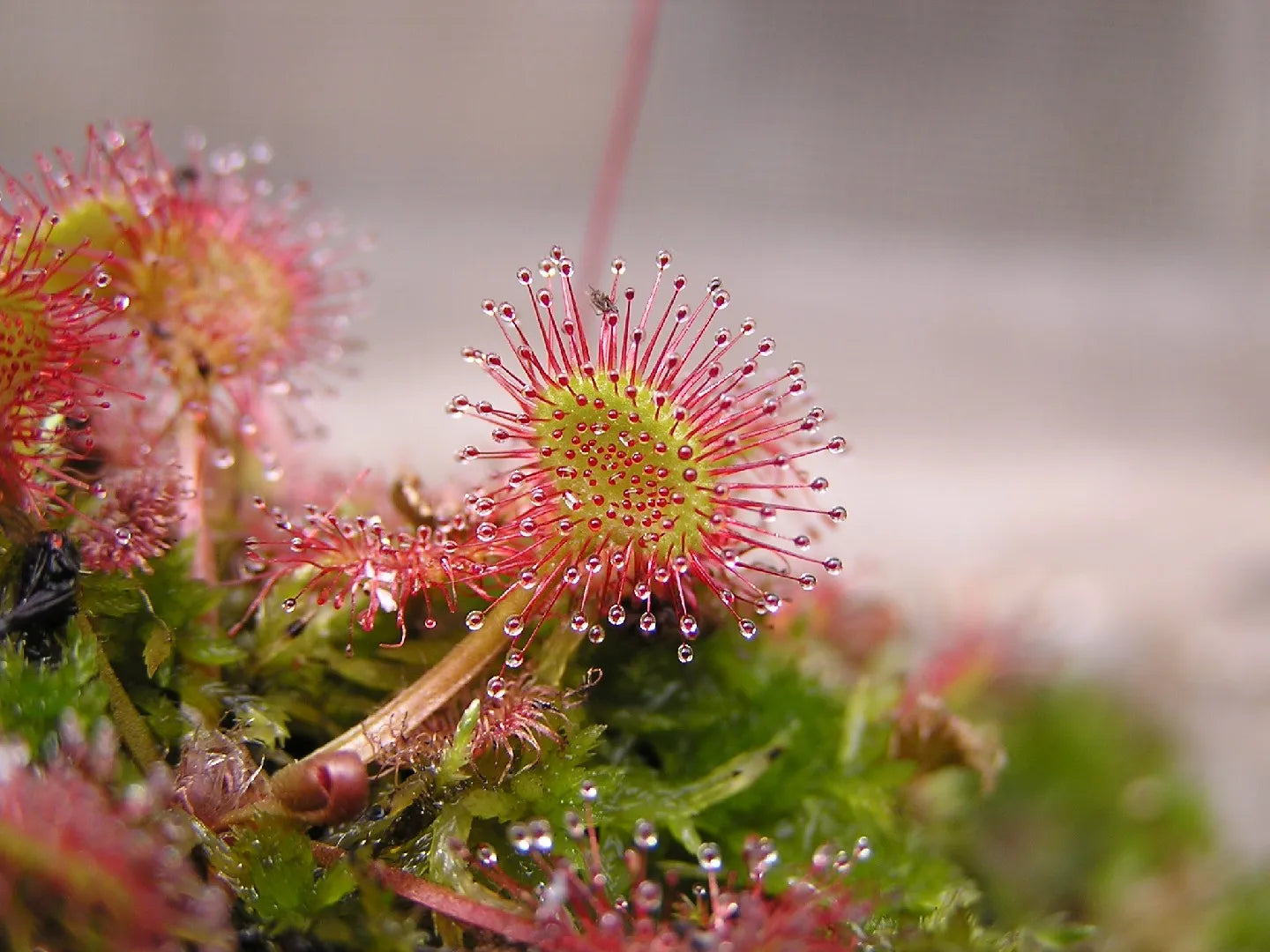 Pink Sundew Flower seeds for Planting - Bright Blooms, Heirloom & GMO Free Seeds for Home Garden