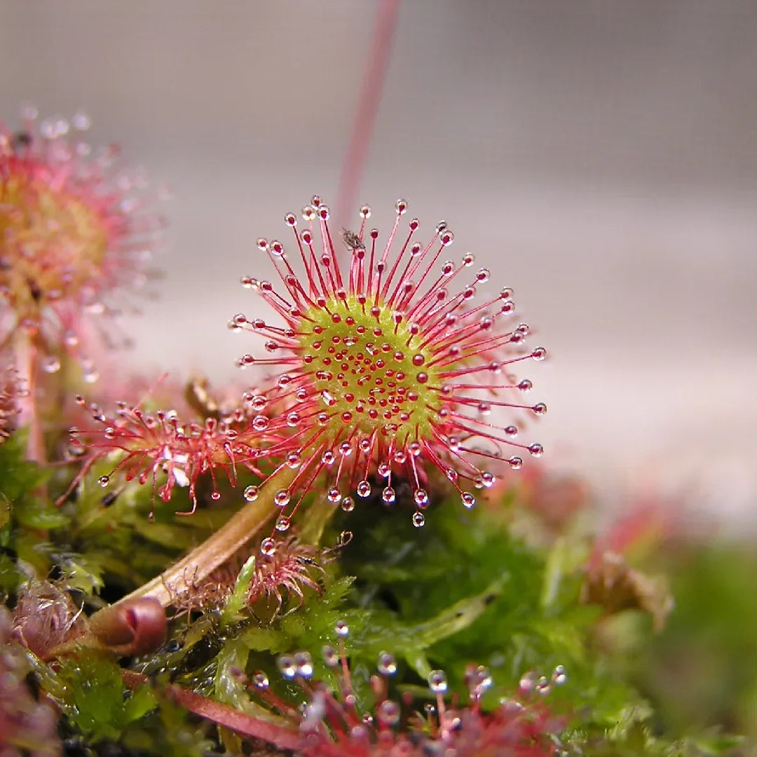 Sundew Flower seeds for Planting - Bright Blooms, Heirloom & GMO Free Seeds for Home Garden